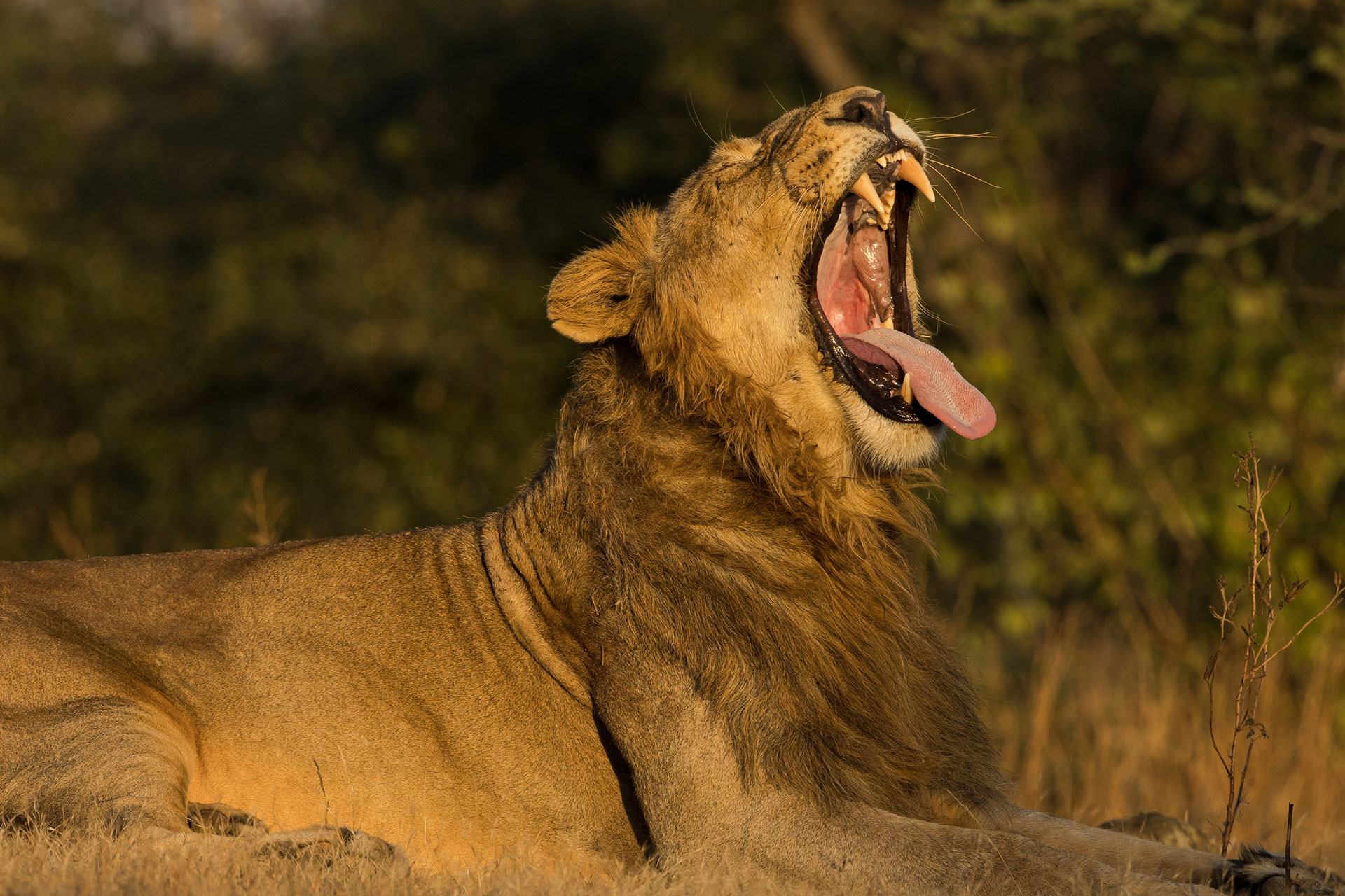 An Asiatic lion yawning in warm evening light