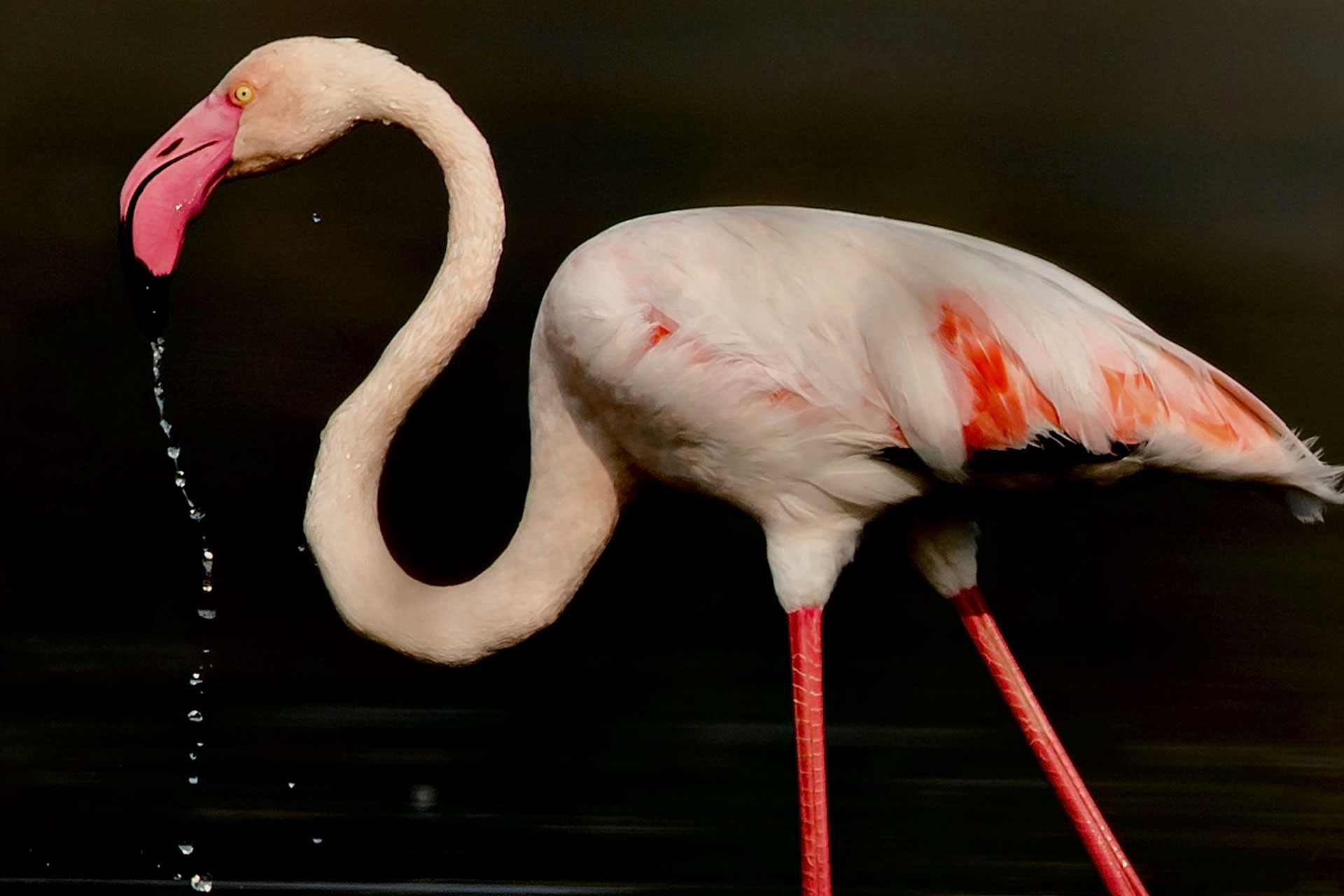 A flamingo wading against a dark background