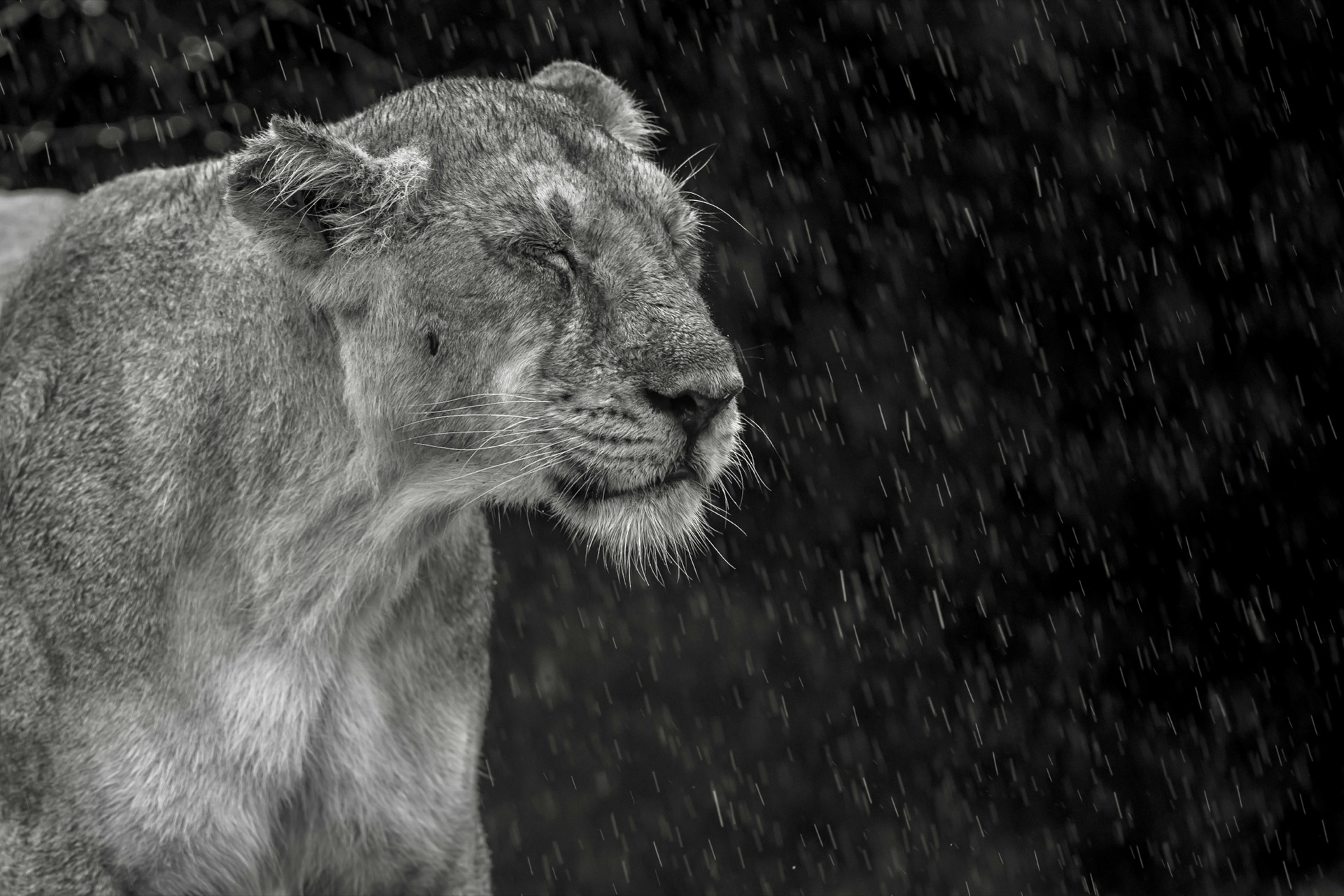 A lioness with her eyes closed in falling rain, in black and white