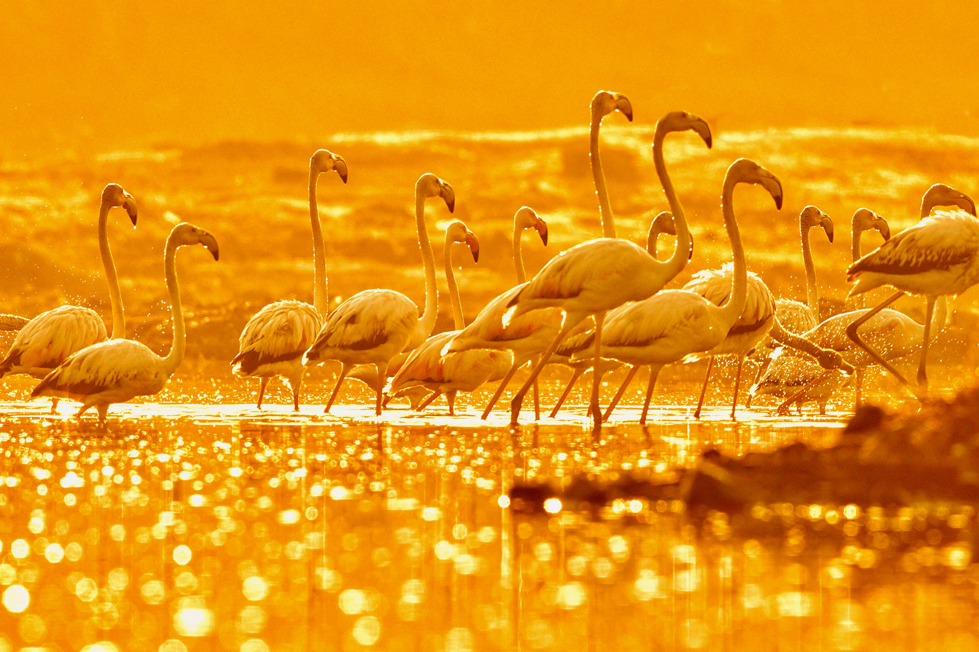 A flock of flamingos wading in glowing golden water