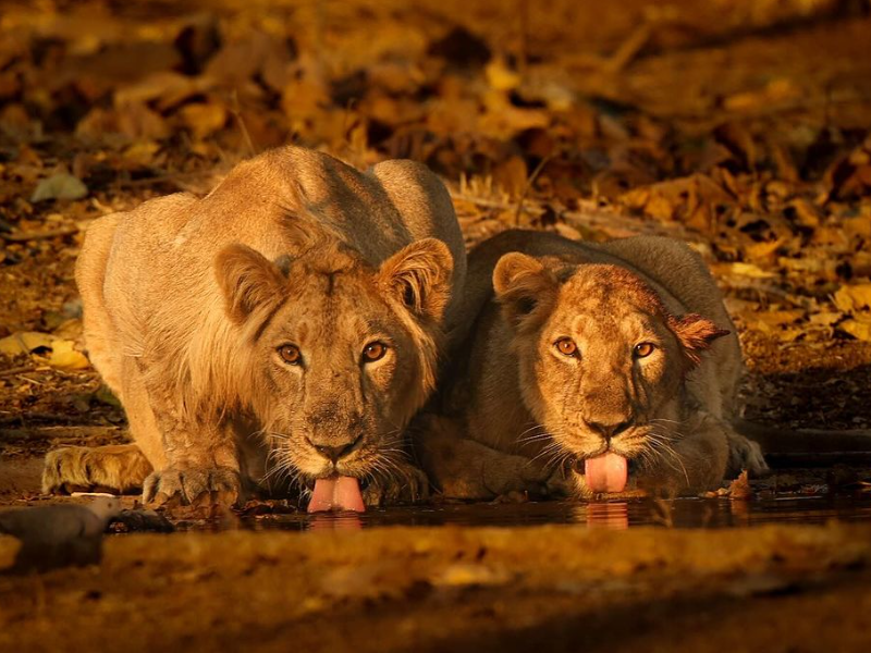 Two lionesses drinking at a waterhole