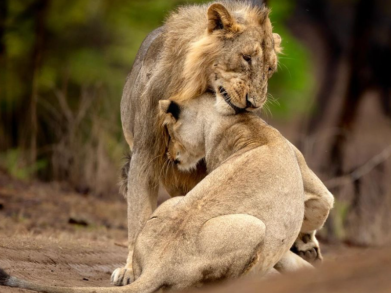 A lion and lioness nuzzling