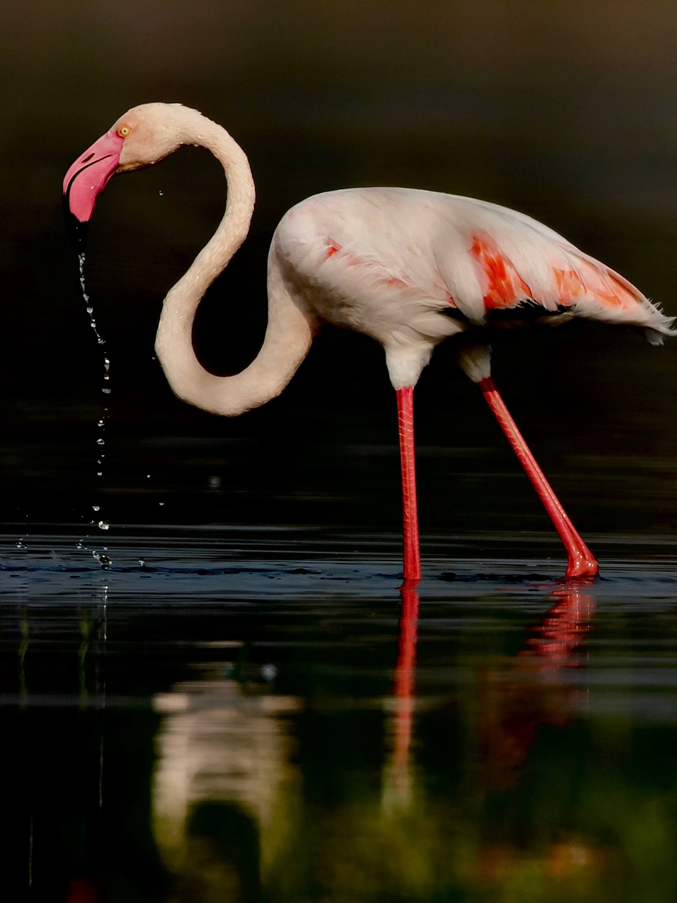 A flamingo reflected in dark water