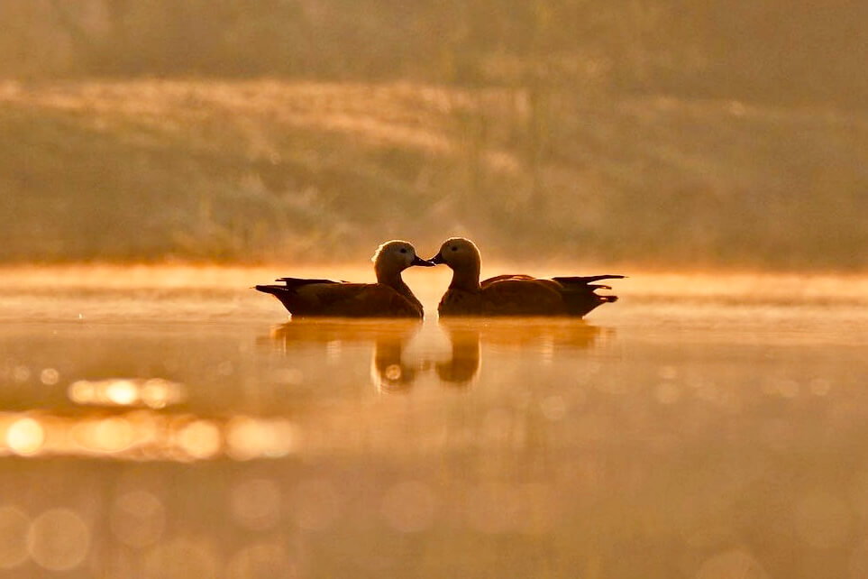 Two birds forming a heart silhouette on golden water