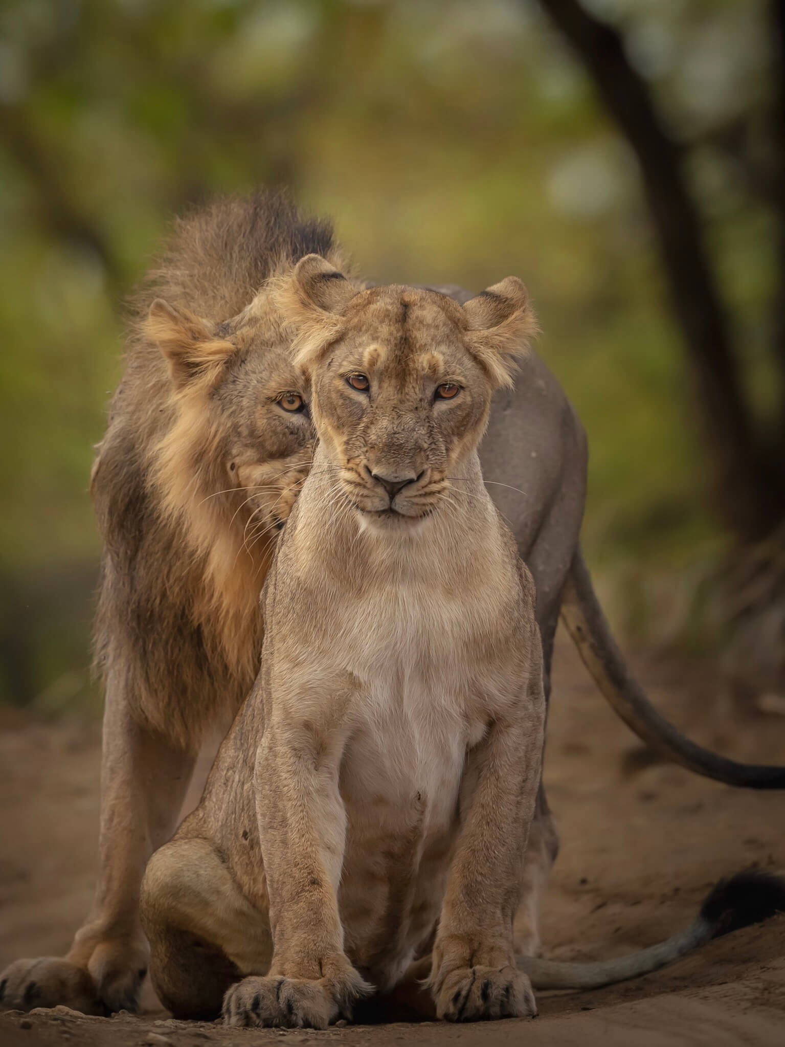 A lion and lioness together