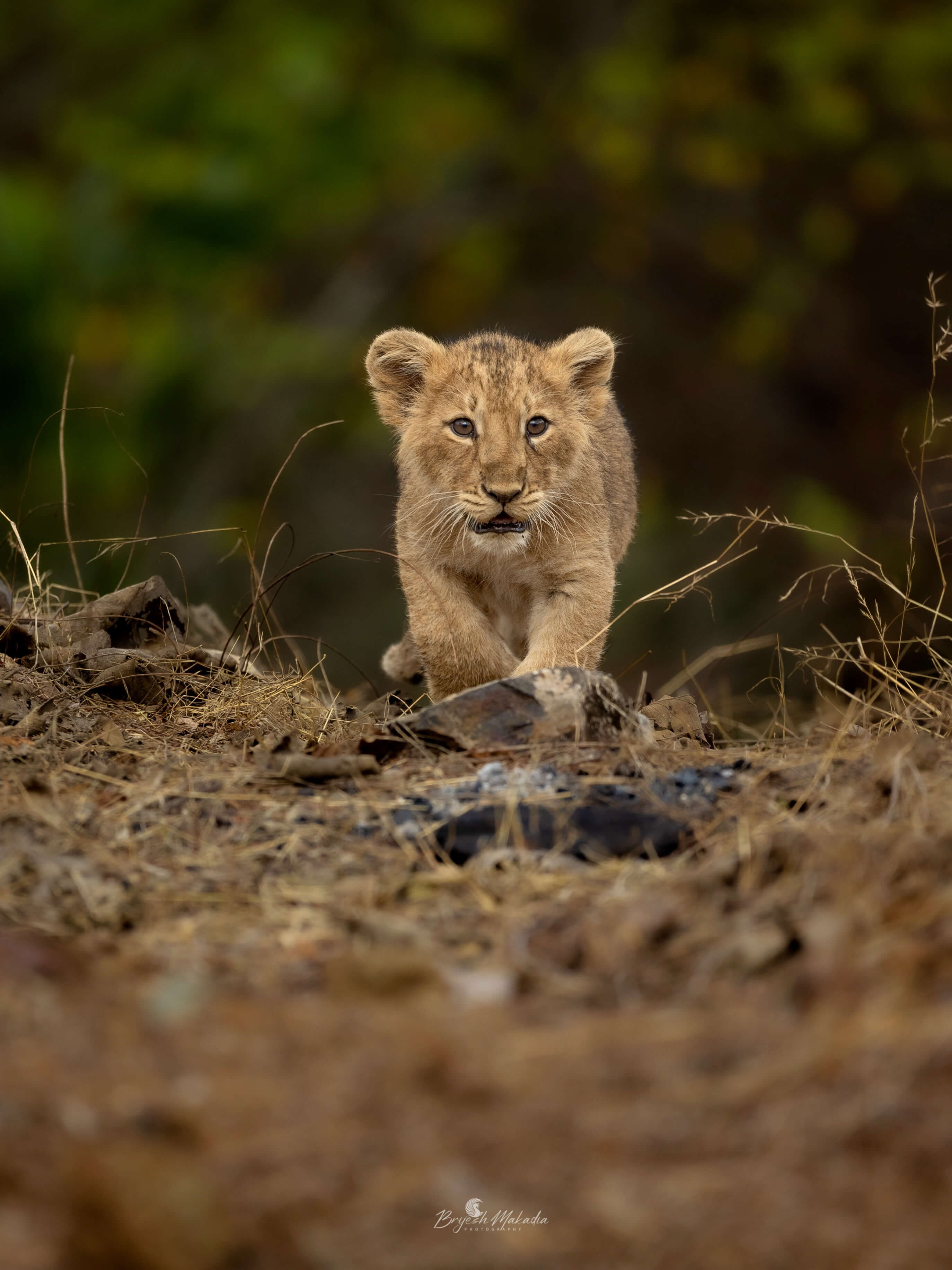 A lion cub walking out of the forest