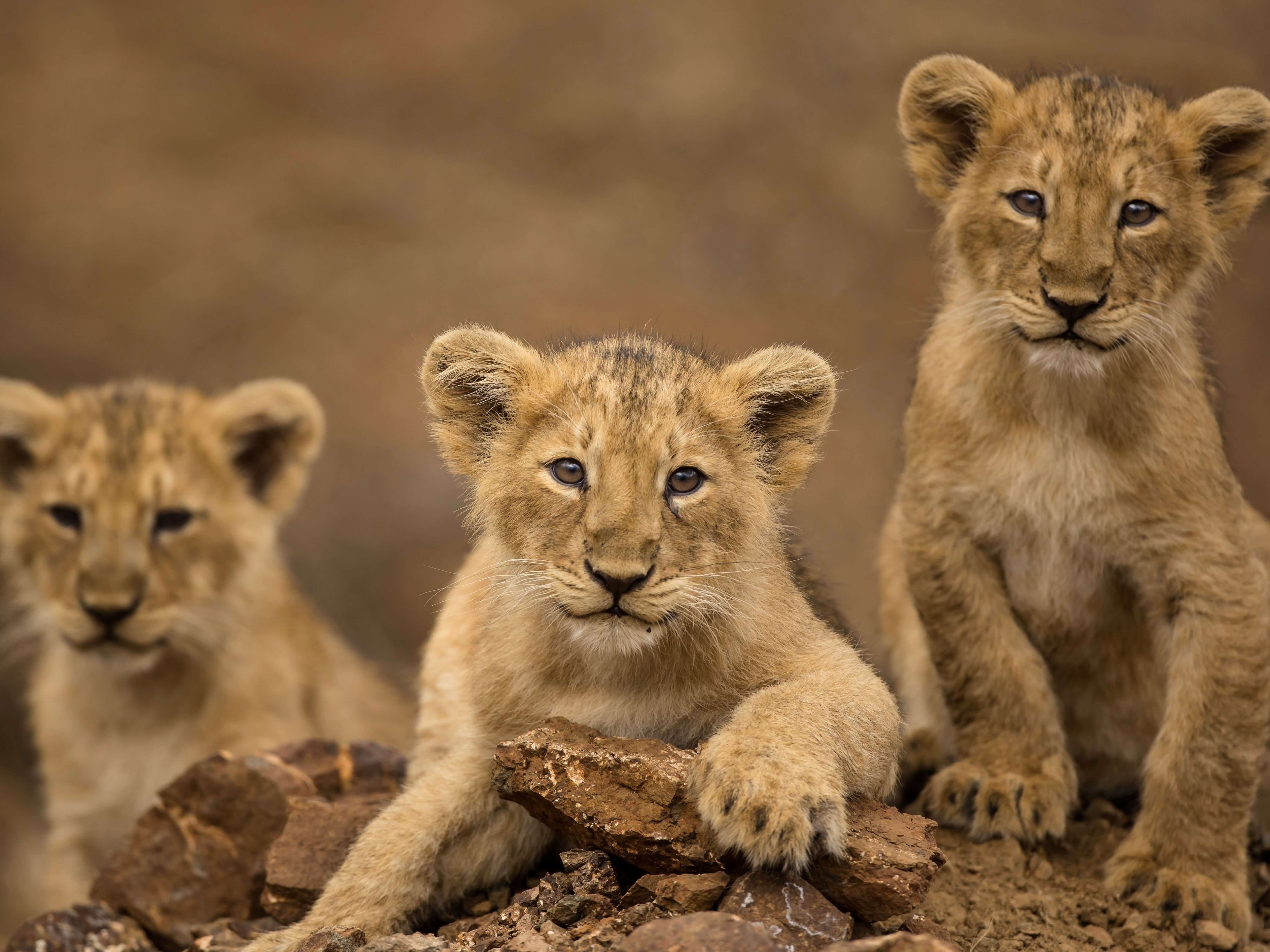Three lion cubs resting on rocks