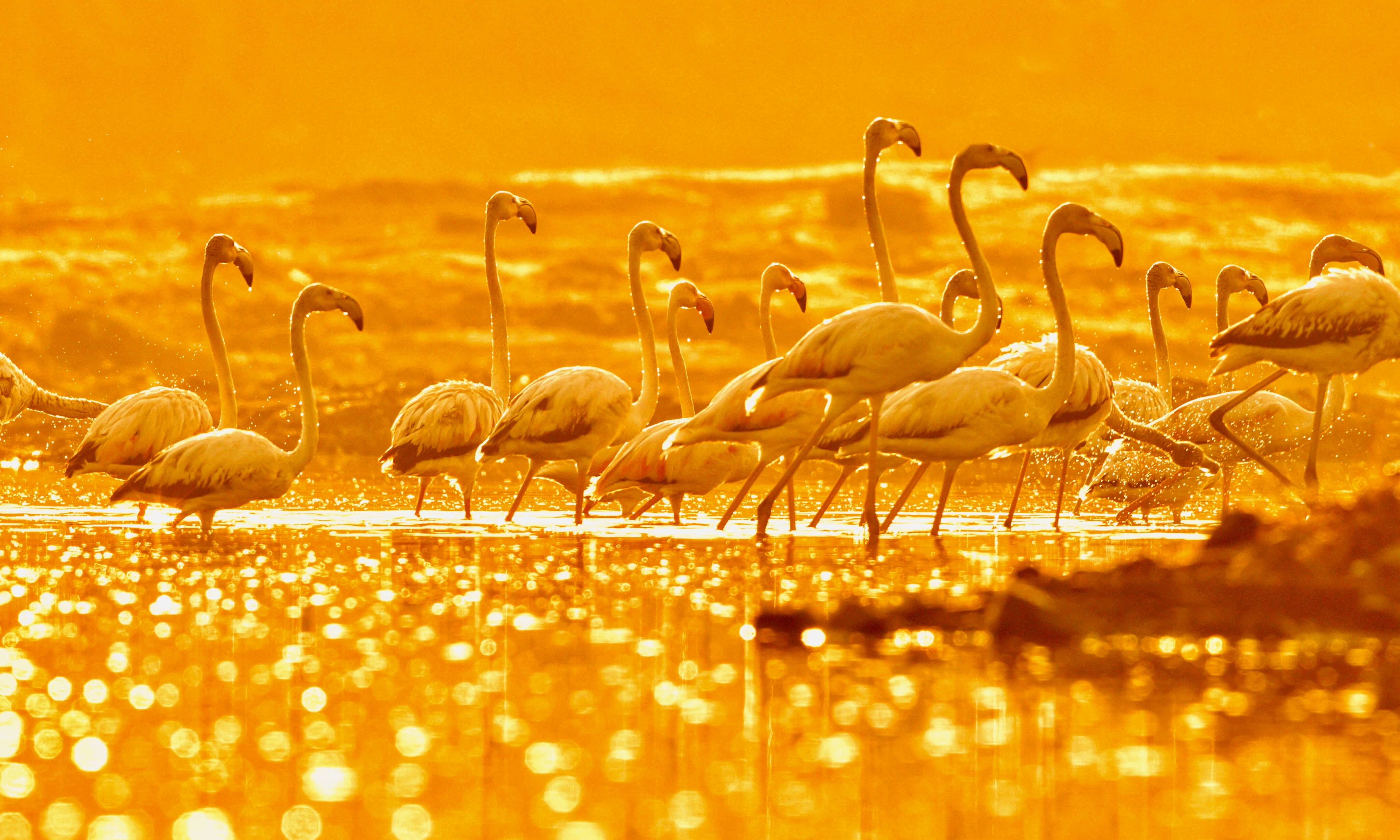 Flamingos wading in golden water