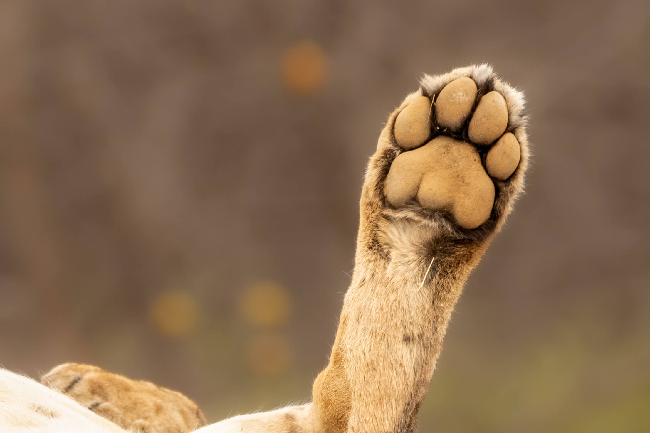 A lion's paw raised in the air